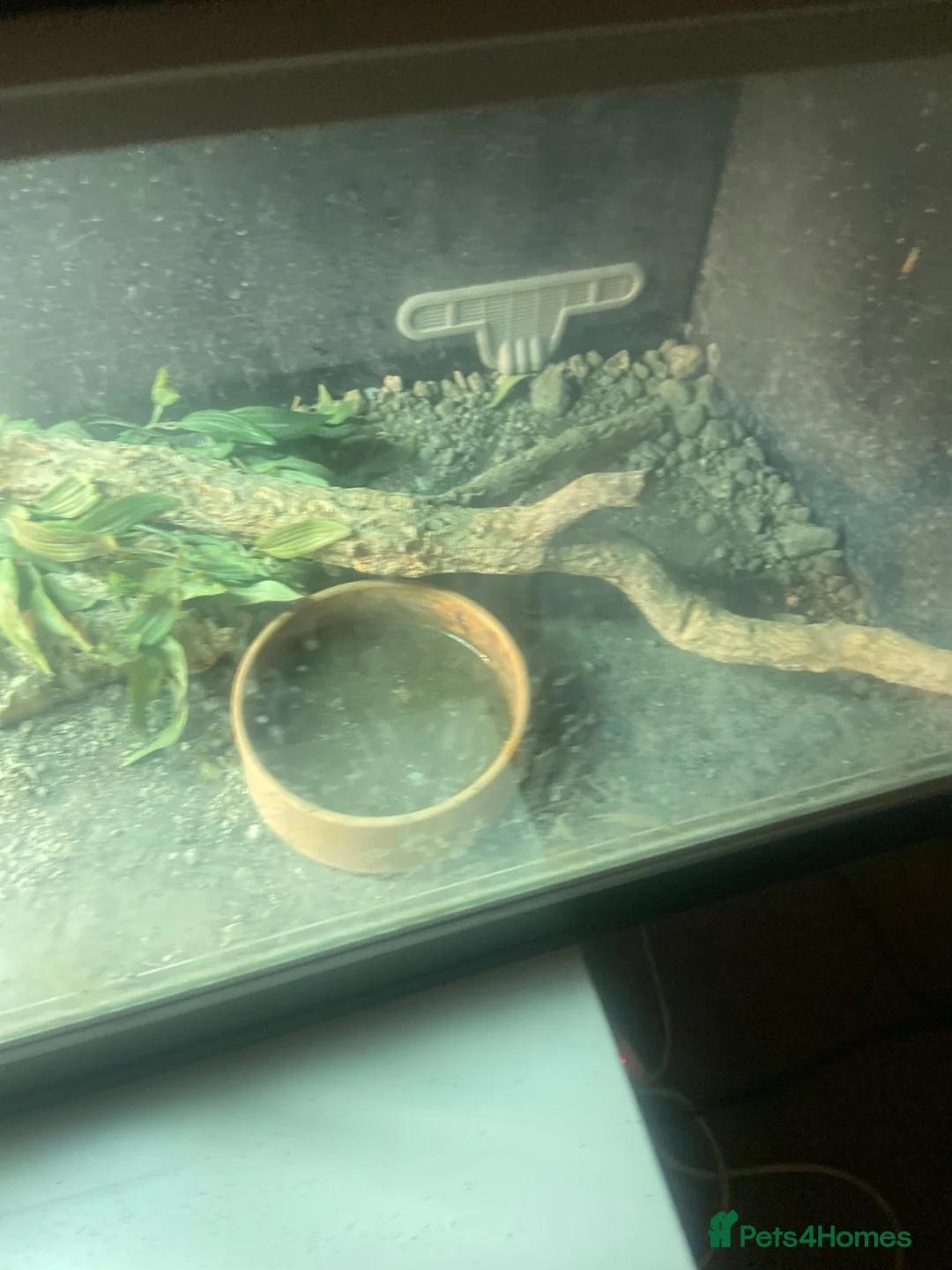 Bearded Dragon reptiles for sale: Re home  - Advert 3
