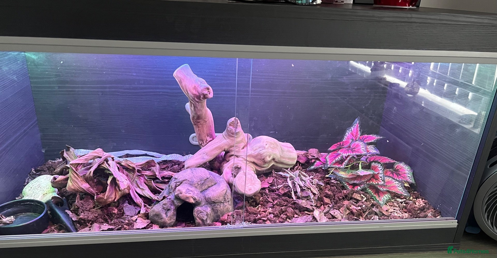 Corn Snake reptiles for sale: Young Corn Snake - Complete Setup - Advert 1