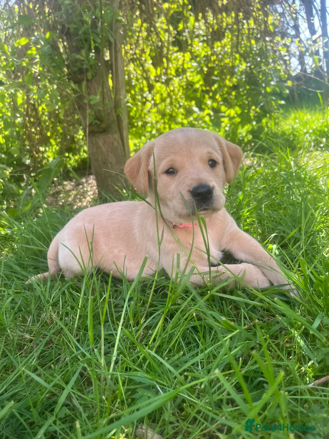 Labrador Retriever dogs for sale: KC Registered Puppies - Lanark in Lanark - Advert 2