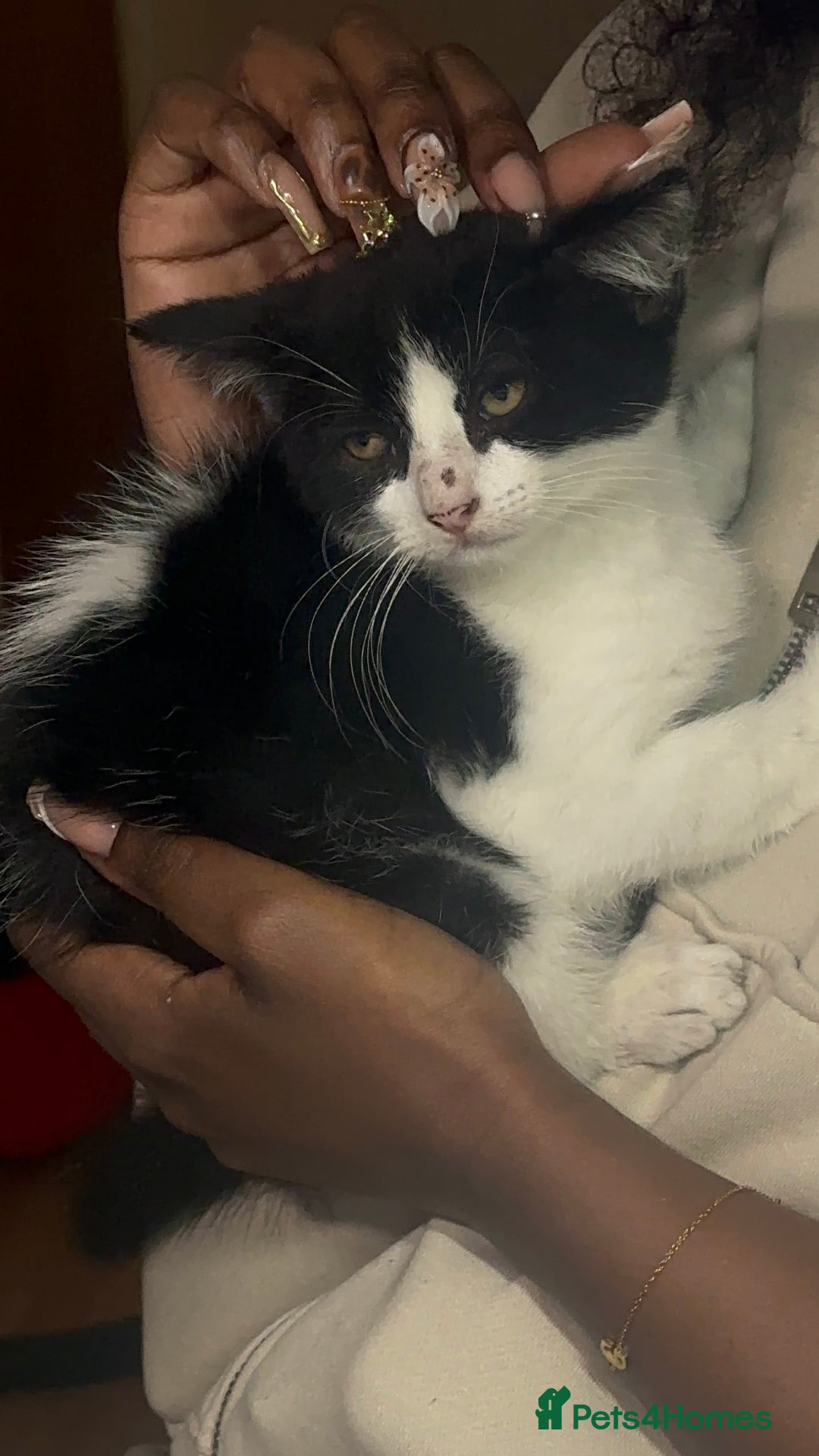 Mixed Breed cats for sale: Moomoo the freckled kitten - Advert 4