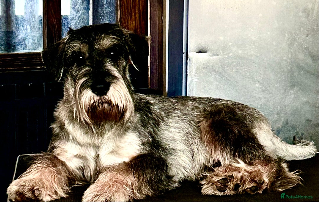 Schnauzer dogs for sale: Male adult standard schnauzers  - Image 5