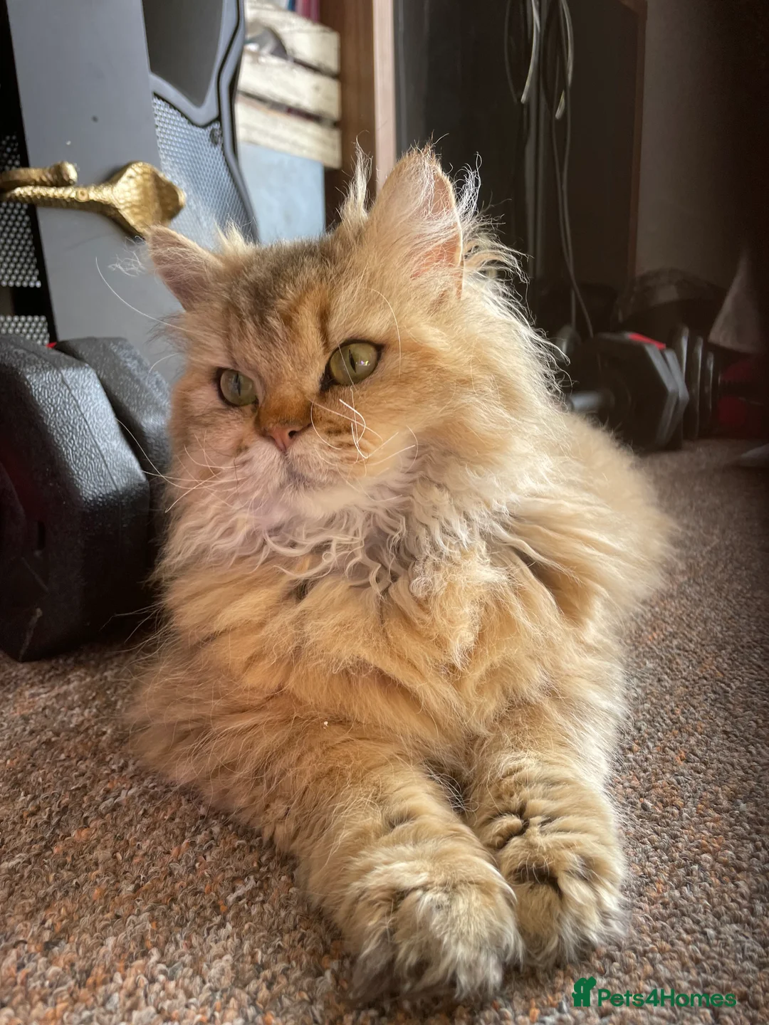 Selkirk Rex cats for sale: Stunning Selkirk Rex kittens - Advert 2