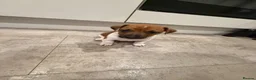 Jack Russell dogs for sale: 4 mini jack Russel puppies - Advert 3