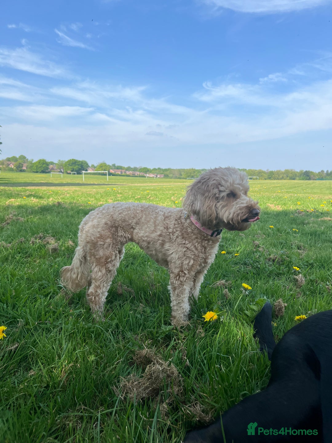 Cockapoo dogs for sale: Mabel – 3-Year-Old Cockapoo  - Image 4