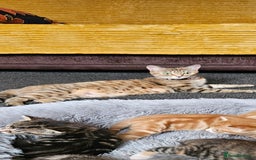 Bengal cats for sale: Bengal Kittens - Image 4