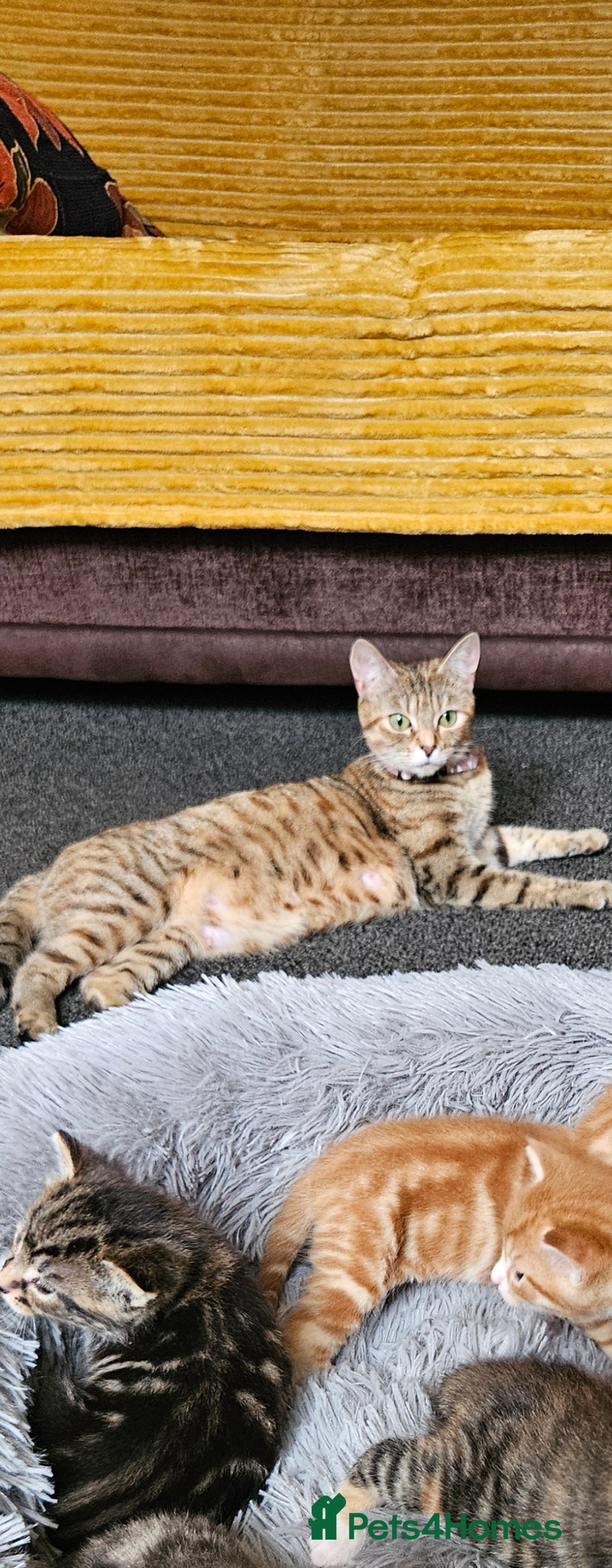 Bengal cats for sale: Bengal Kittens - Image 4