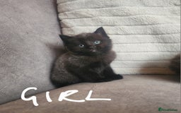 British Shorthair cats for sale: 5 beautiful british shorthair kittens - Image 20