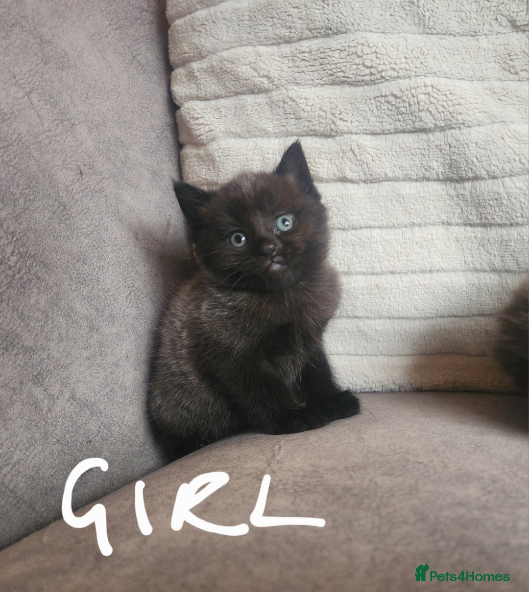 British Shorthair cats for sale: 5 beautiful british shorthair kittens - Image 20