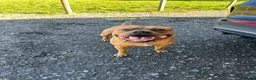 Staffordshire Bull Terrier dogs for stud: KC Registered Red Staffordshire Bull Terrier Stud in Crawley - Advert 1