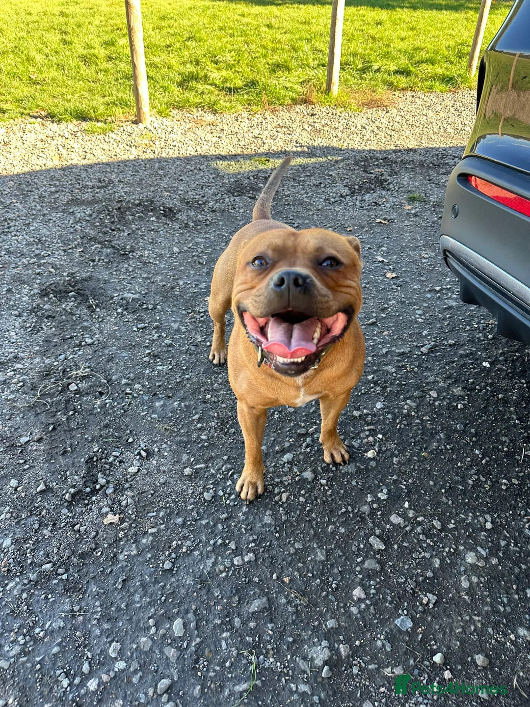 Staffordshire Bull Terrier dogs for stud: KC Registered Red Staffordshire Bull Terrier Stud in Crawley - Advert 1