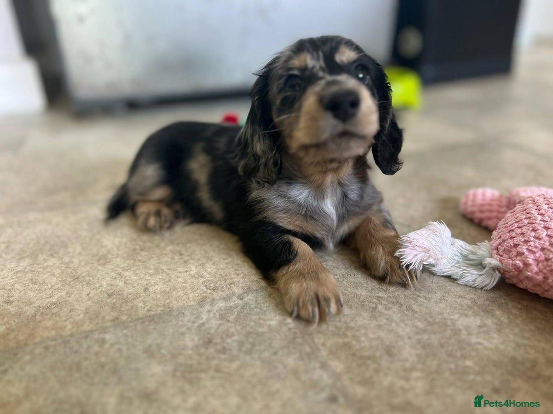 Miniature Dachshund dogs for sale: ADORABLE MINIATURE DACHSHUND PUPPIES - Image 5