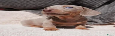 Miniature Dachshund Puppy 2