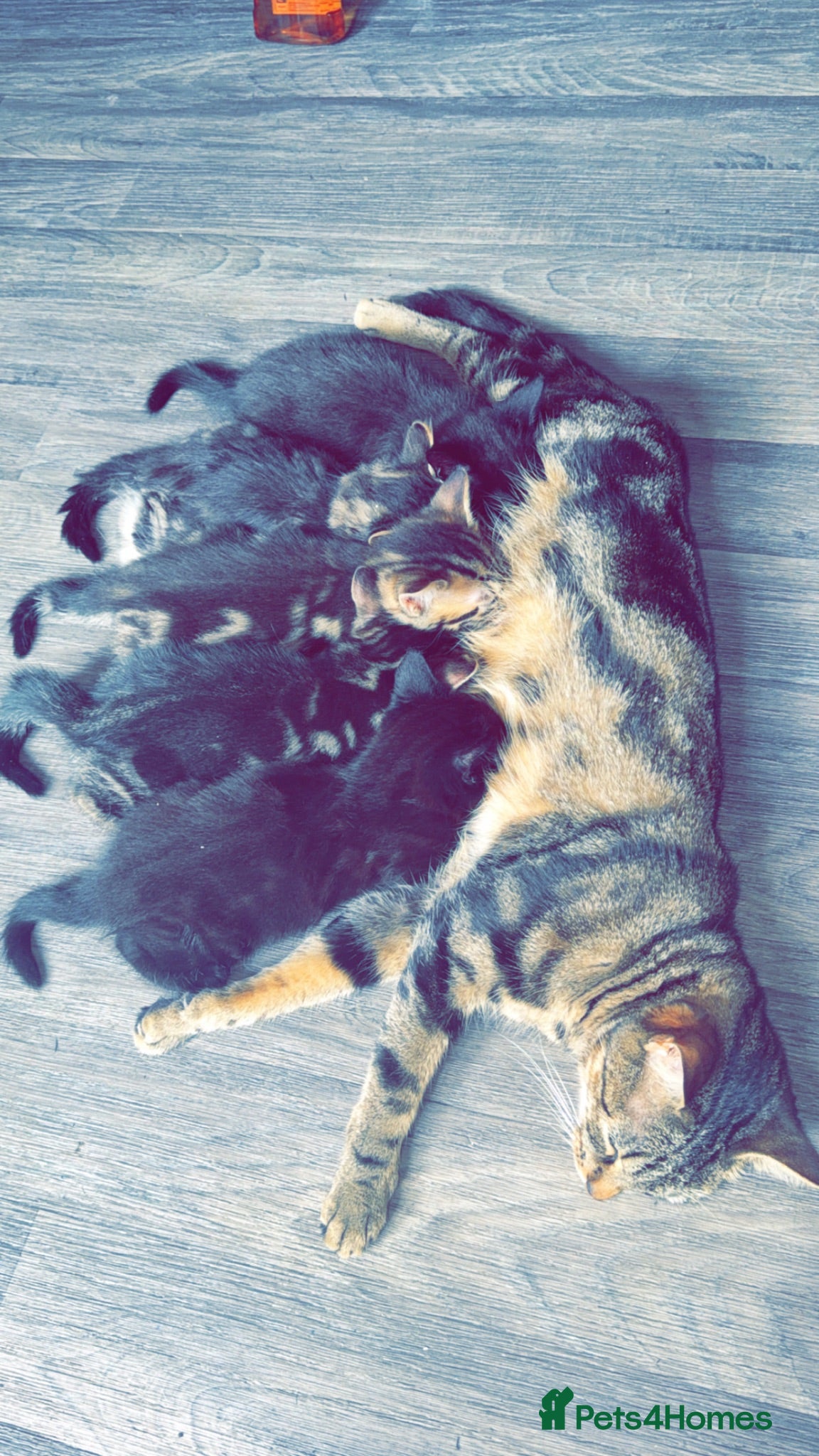 Mixed Breed cats 3 kittens  - Advert 5