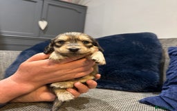 Dachshund dogs for sale: Longhaired miniature daschunds for sale - Image 14