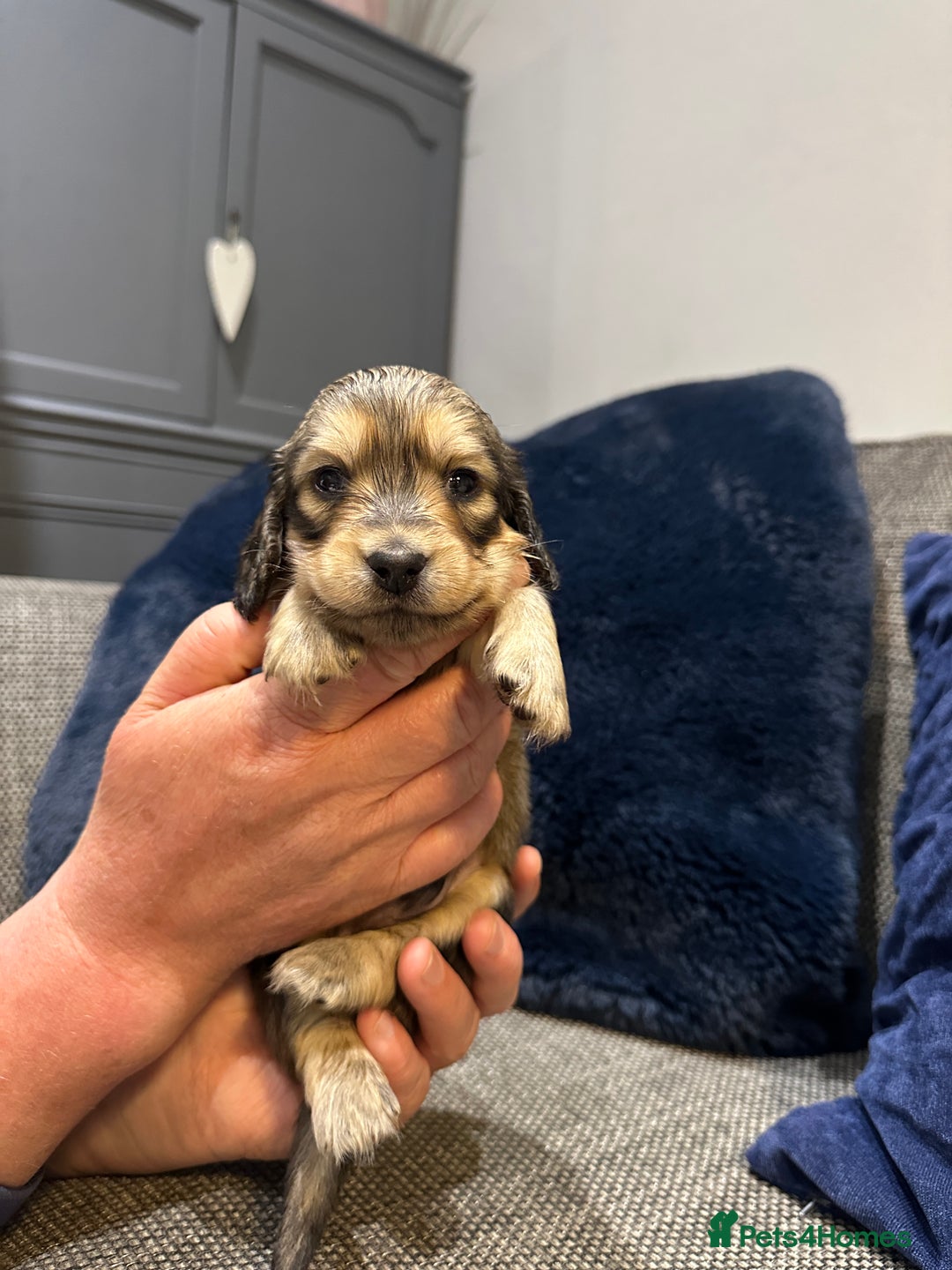Dachshund dogs for sale: Longhaired miniature daschunds for sale - Image 14
