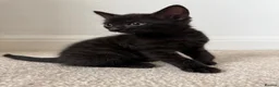 Mixed Breed cats for sale: Brownie, male kitten black with prominent stripes - Advert 1