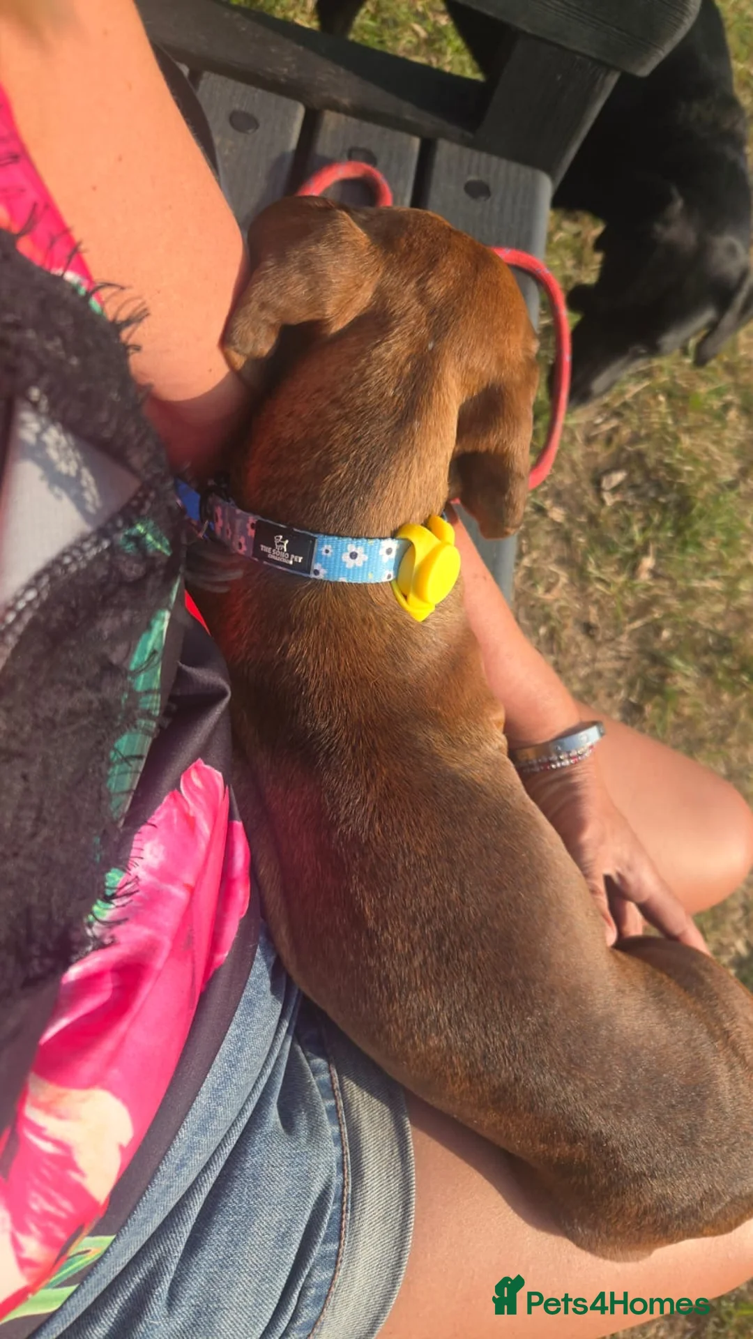 Miniature Dachshund dogs for sale: Beautiful Red boy - Advert 4