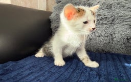 Mixed Breed cats for sale: Adorable Kittens Ready for Their Forever Homes!  - Image 23