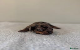 Miniature Dachshund dogs for sale: KC reg v small miniature smooth dachshund puppies - Image 5