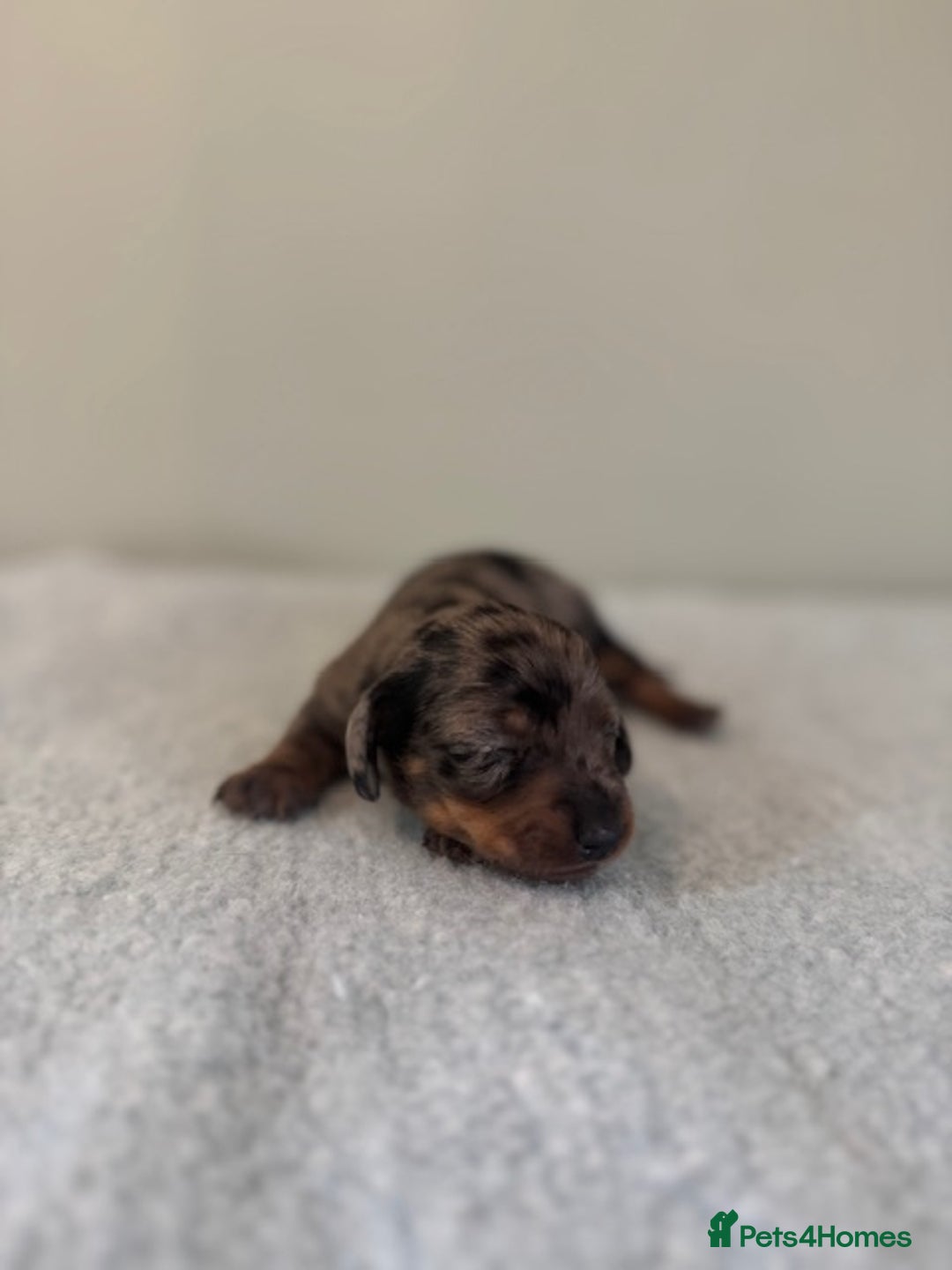 Miniature Dachshund dogs for sale: KC reg v small miniature smooth dachshund puppies - Image 5
