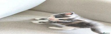 Half coon 1 