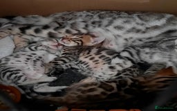 Bengal cats for sale: STUNNING GLITTER PELTED TICA REG BENGAL KITTENS - Image 18