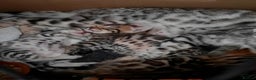 Bengal cats for sale: STUNNING GLITTER PELTED TICA REG BENGAL KITTENS - Advert 19
