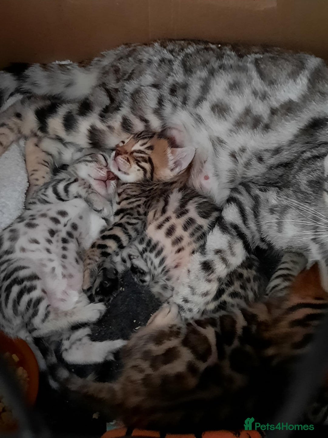 Bengal cats for sale: STUNNING GLITTER PELTED TICA REG BENGAL KITTENS - Image 18