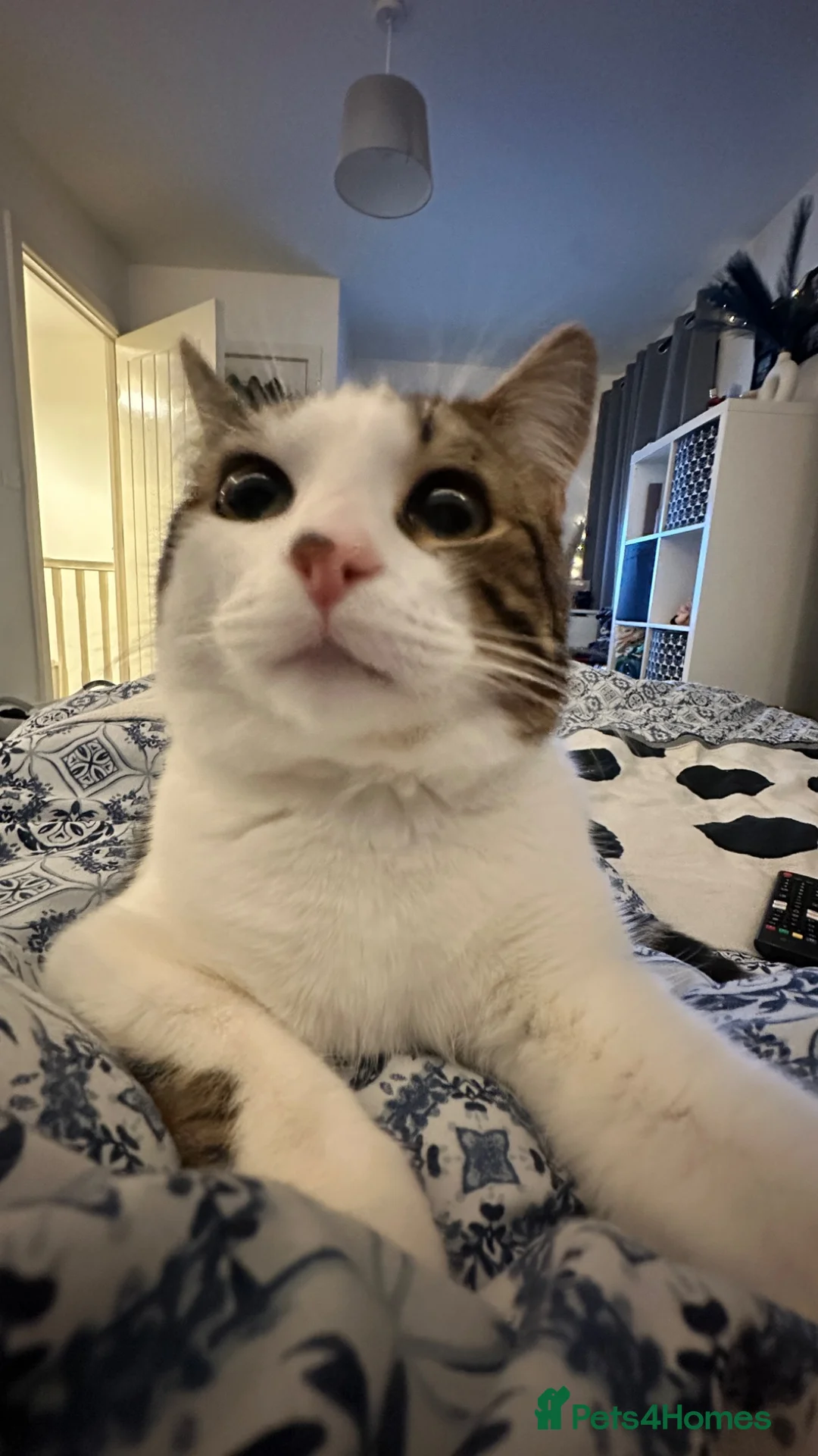 Mixed Breed cats for adoption: Kiki 1 Year Old Male Cat Looking for a Loving Home in Salford - Advert 2