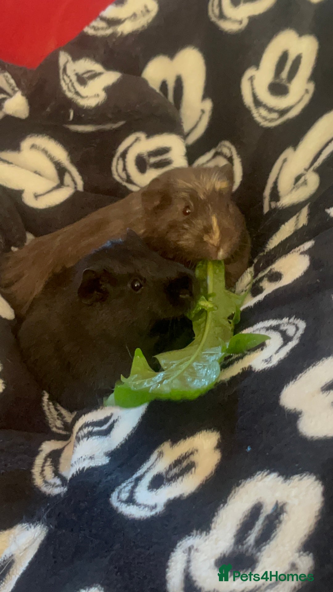 Guinea Pig rodents for sale: 2 male guinea pigs  - Advert 3
