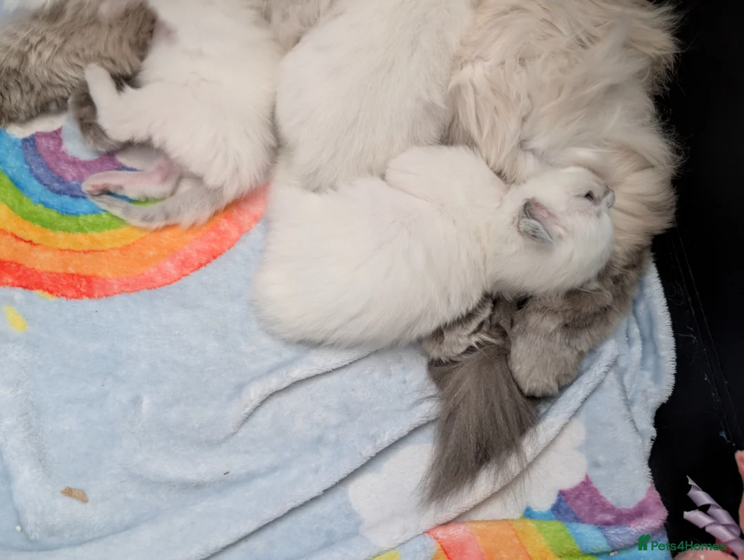 Ragdoll cats for sale: Stunning ragdoll kittens for sale.  - Advert 1