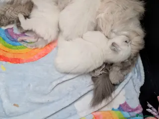 Ragdoll cats Stunning ragdoll kittens for sale. - Advert 1