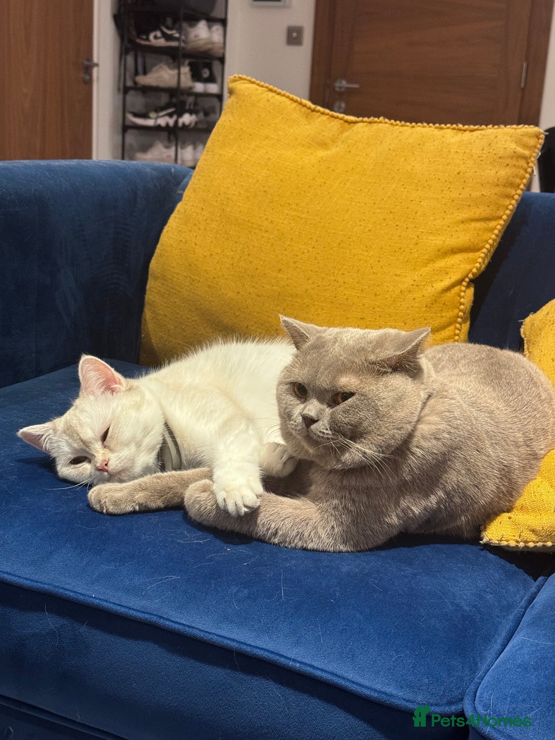British Shorthair cats for sale: 2 BSH cat for sale - Advert 16