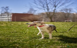Mixed Breed dogs for adoption: 💖🐶 NINA 🐶💖 - Image 3