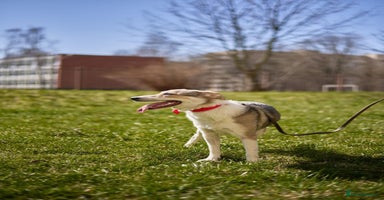 Mixed Breed dogs - Advert 5
