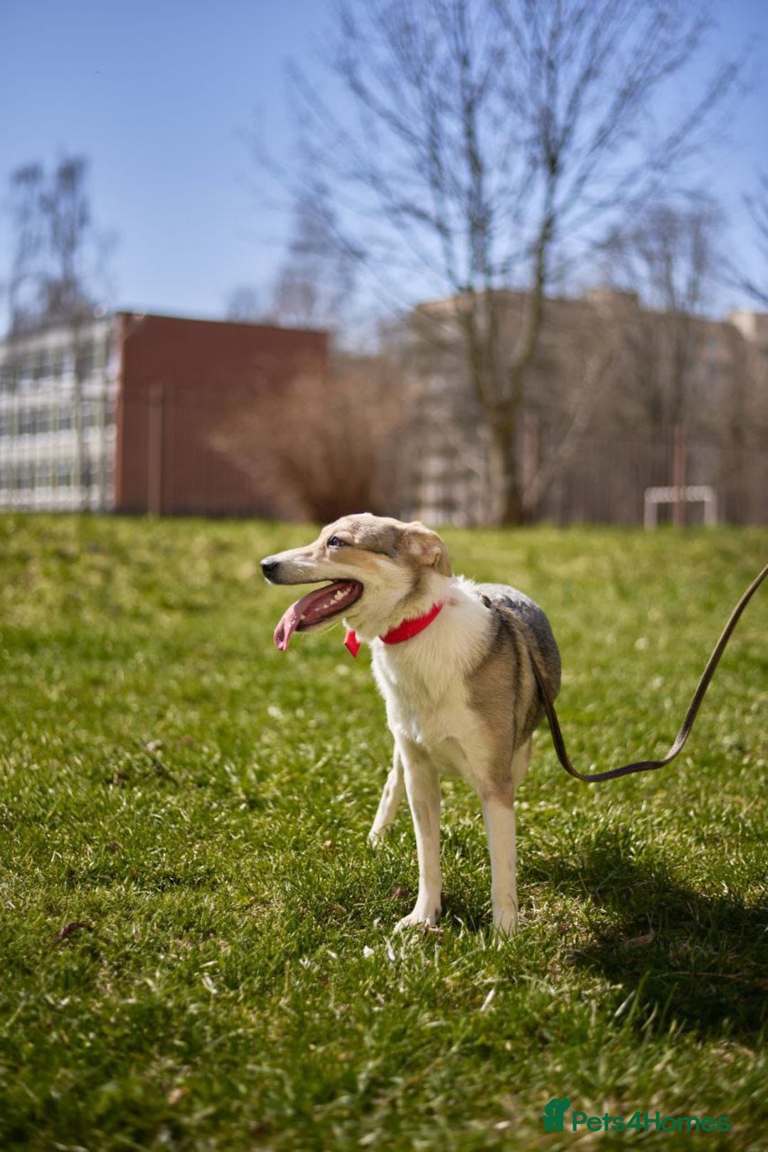 Mixed Breed dogs for adoption: 💖🐶 NINA 🐶💖 - Image 3