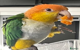 Mixed Breed birds for sale: Male Caique parrot - Image 2
