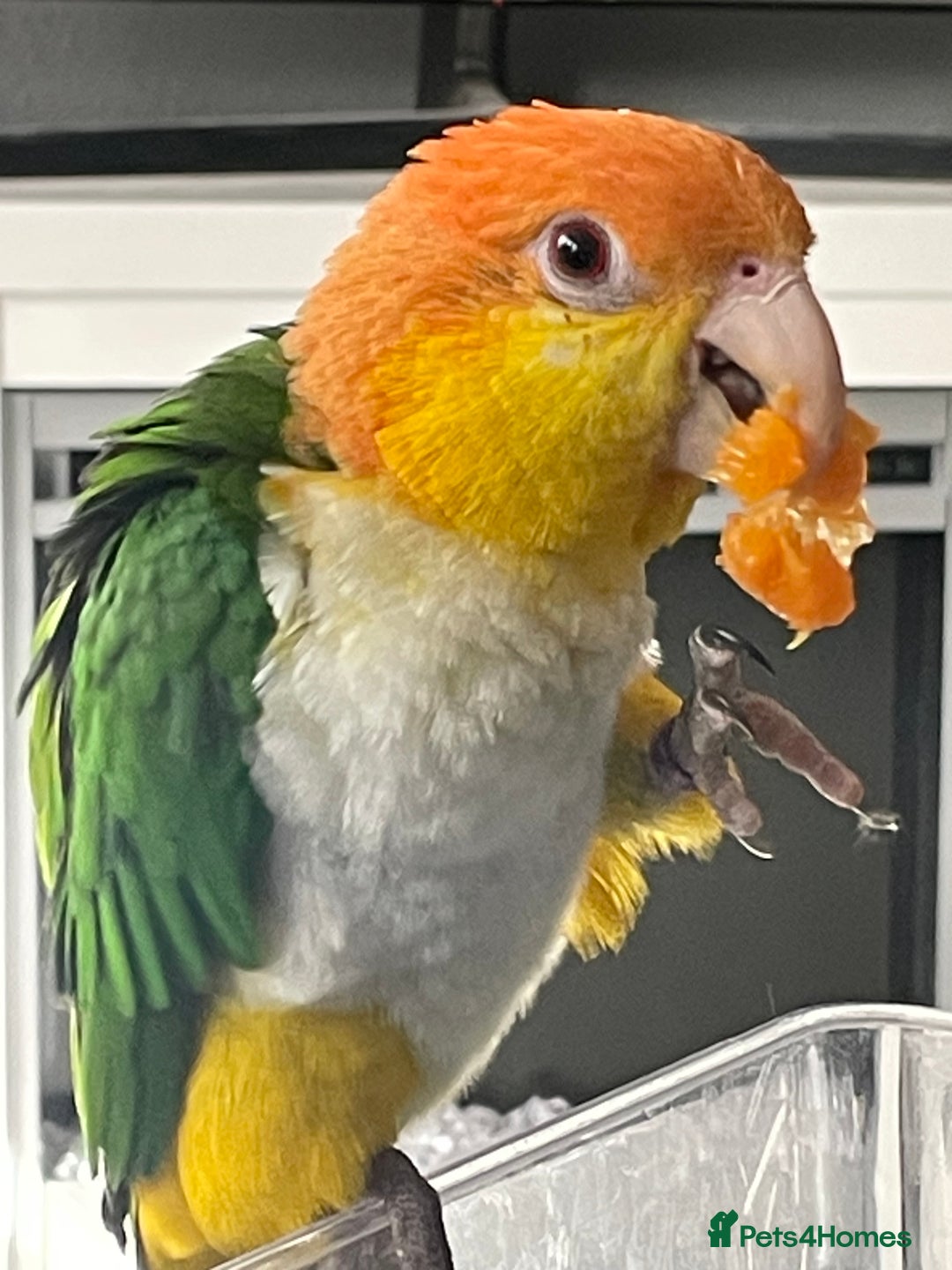 Mixed Breed birds for sale: Male Caique parrot - Image 2