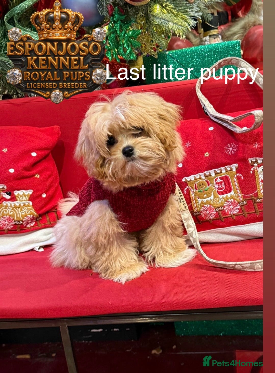 Maltipoo dogs Ultra-Tiny F1 Asian Maltipoo Limited Waiting List  - Advert 15