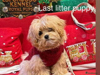 Maltipoo dogs Ultra-Tiny F1 Asian Maltipoo Limited Waiting List - Advert 15