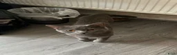 British Shorthair cats for sale: Lovely Male British Shorthair - Advert 9