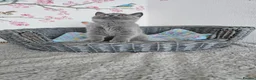 British Shorthair cats for sale: British Shorthair Kittens - Advert 12