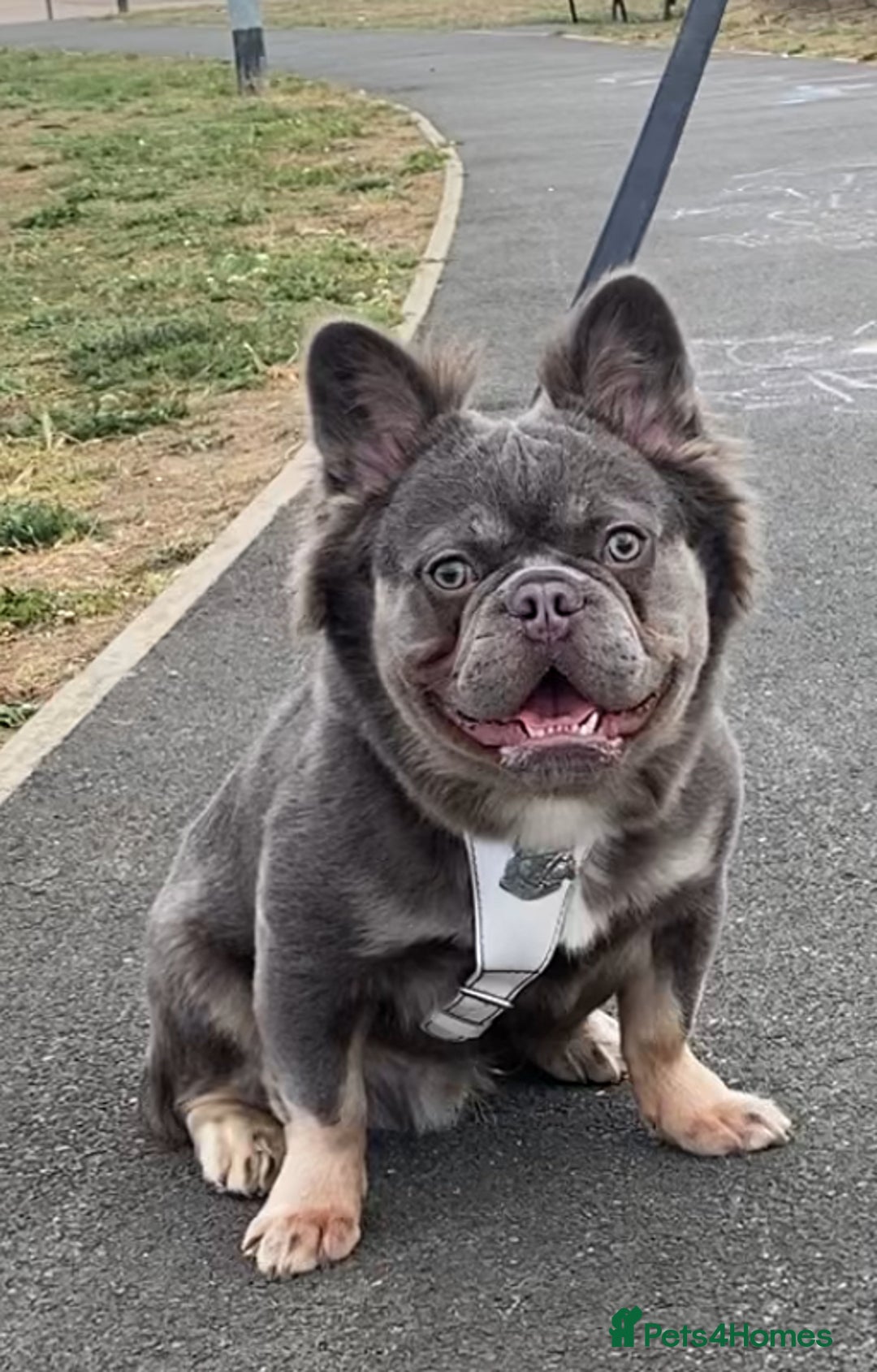 French Bulldog dogs for stud: Lilac and tan visual fluffy boy  - Advert 3