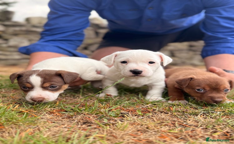 Jack Russell dogs - Advert 4