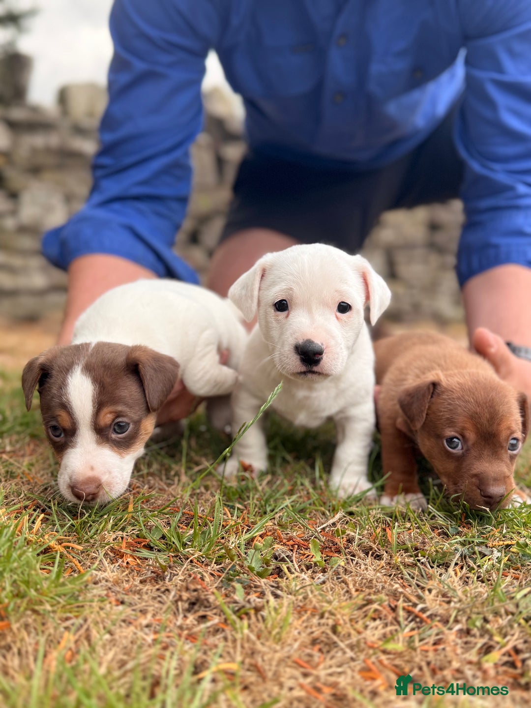 Jack Russell dogs for sale: 3 Male Jack Russell Pups - Image 1