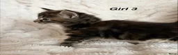 Maine Coon cats for sale: Maine coon kittens ready to reserve  - Advert 8