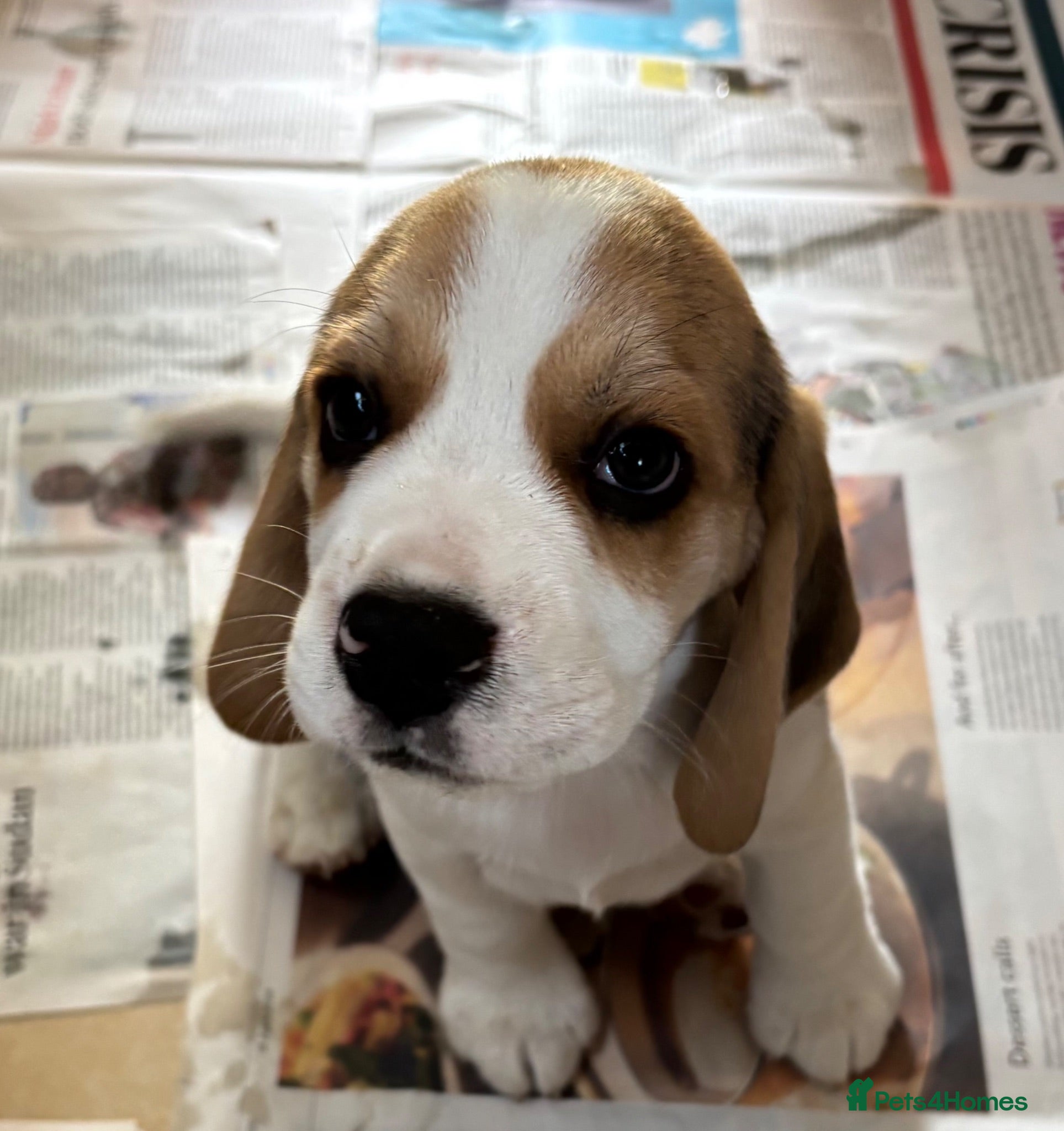 Beagle dogs Quality Tricolour Beagle Puppies - Advert 1