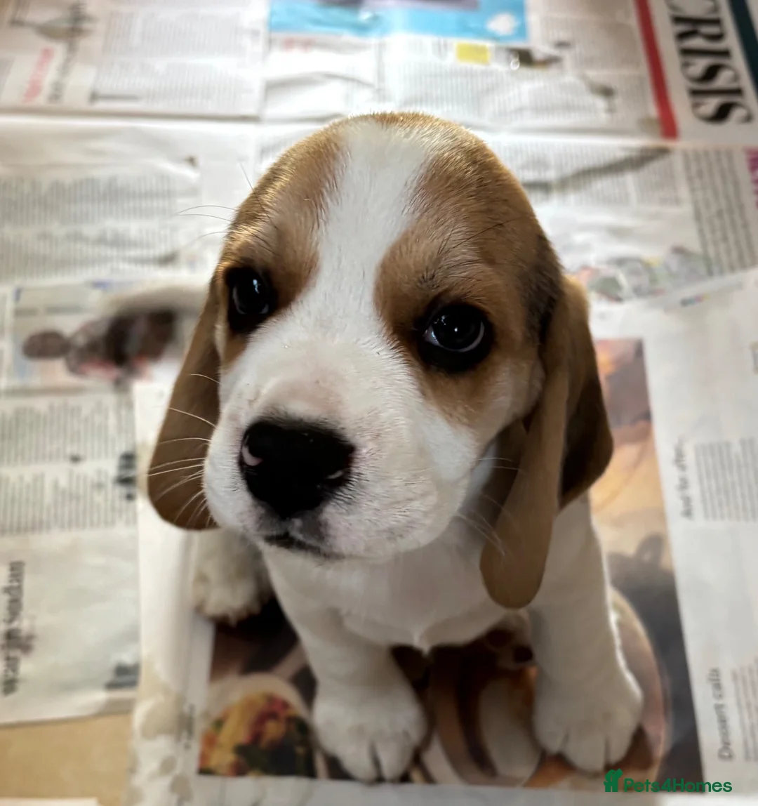 Beagle dogs for sale: Quality Tricolour Beagle Puppies - Advert 1