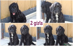 Cavapoo dogs for sale: Beautiful F1 Cavapoo puppies for sale - Image 2