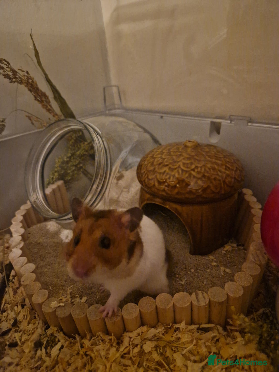 Hamster rodents for sale: Very friendly teddy bear hammy - Advert 2